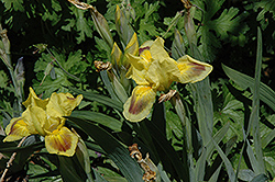 Curio Iris (Iris 'Curio') at Stonegate Gardens