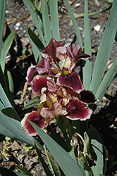 Cherry Web Iris (Iris 'Cherry Web') at Stonegate Gardens