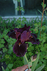 Sinister Desire Iris (Iris 'Sinister Desire') at Stonegate Gardens