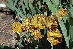 Rusty Dusty Iris (Iris 'Rusty Dusty') at Stonegate Gardens