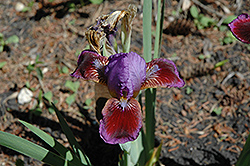 Bright Beacon Iris (Iris 'Bright Beacon') at Stonegate Gardens