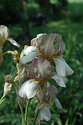 Dainty Pastel Iris (Iris 'Dainty Pastel') at Stonegate Gardens