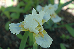 Totally Cool Iris (Iris 'Totally Cool') at Stonegate Gardens
