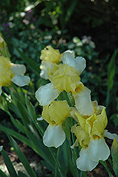 Blessed Again Iris (Iris 'Blessed Again') at Stonegate Gardens