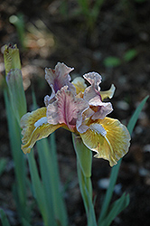 Jungle Warrior Iris (Iris 'Jungle Warrior') at Stonegate Gardens