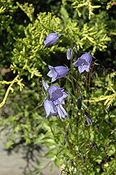Bavaria Blue Creeping Bellflower (Campanula cochleariifolia 'Bavaria Blue') at Stonegate Gardens