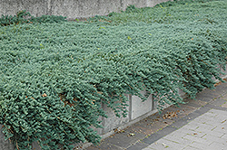 Icee Blue Juniper (Juniperus horizontalis 'Icee Blue') at Lakeshore Garden Centres