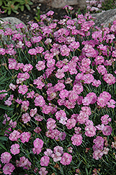 Oakington Pinks (Dianthus 'Oakington') at Stonegate Gardens