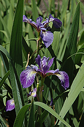 Siberian Iris (Iris sibirica) at A Very Successful Garden Center