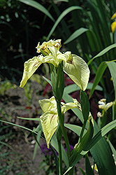 Sulphur Queen Flag Iris (Iris pseudacorus 'Sulphur Queen') at Stonegate Gardens