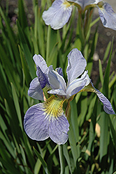 Sky Wings Siberian Iris (Iris sibirica 'Sky Wings') at Stonegate Gardens