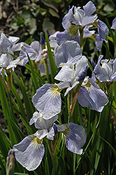 Summer Sky Iris (Iris sibirica 'Summer Sky') at Stonegate Gardens