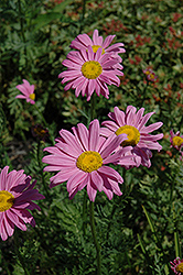 Robinson's Pink Painted Daisy (Tanacetum coccineum 'Robinson's Pink') at Lakeshore Garden Centres