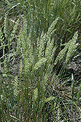 Prairie June Grass (Koeleria pyramidata) at Stonegate Gardens