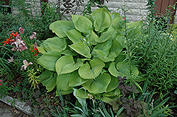 Sum and Substance Hosta (Hosta 'Sum and Substance') at Lakeshore Garden Centres