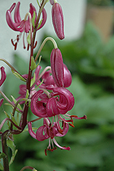 Helen Skinner Martagon Lily (Lilium martagon 'Helen Skinner') at Stonegate Gardens