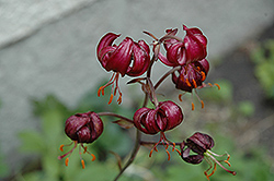 Sarcee Martagon Lily (Lilium martagon 'Sarcee') at Stonegate Gardens
