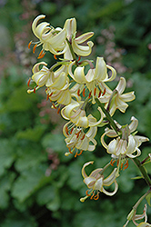 ERM 12 Martagon Lily (Lilium martagon 'ERM 12') at Stonegate Gardens