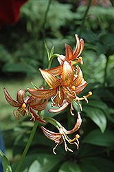 Bronze Medallion Martagon Lily (Lilium martagon 'Bronze Medallion') at Stonegate Gardens