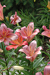 Coral Ease Lily (Lilium 'Coral Ease') at Stonegate Gardens