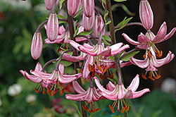 Rosalinda Martagon Lily (Lilium martagon 'Rosalinda') at Stonegate Gardens