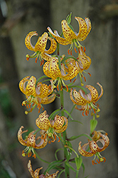 Guinea Gold Martagon Lily (Lilium martagon 'Guinea Gold') at Stonegate Gardens