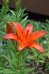 Tabasco Lily (Lilium 'Tabasco') at Stonegate Gardens
