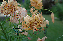 Peach Butterfly Lily (Lilium 'Peach Butterfly') at Stonegate Gardens
