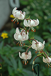 Glacier Martagon Lily (Lilium martagon 'Glacier') at Stonegate Gardens
