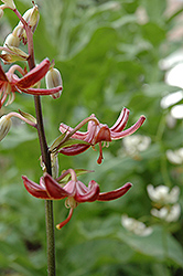 Theodore Haber Martagon Lily (Lilium martagon 'Theodore Haber') at Stonegate Gardens