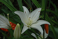Snow Crystal Lily (Lilium 'Snow Crystal') at Stonegate Gardens