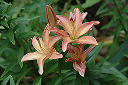Pearl Cup Lily (Lilium 'Pearl Cup') at Stonegate Gardens