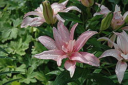 China Lily (Lilium 'China') at Stonegate Gardens
