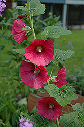 Red Hollyhock (Alcea rosea 'Red') at Stonegate Gardens