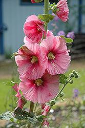 Pink Hollyhock (Alcea rosea 'Pink') at Stonegate Gardens