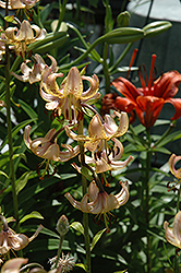 Brocade Martagon Lily (Lilium martagon 'Brocade') at Stonegate Gardens