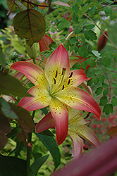 Tropical Dream  Lily (Lilium 'Tropical Dream') at Stonegate Gardens