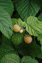 Fall Gold Raspberry (Rubus 'Fall Gold') at The Mustard Seed