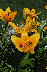 Cheops Lily (Lilium 'Cheops') at Stonegate Gardens