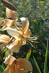 Maple Cream Lily (Lilium 'Maple Cream') at Stonegate Gardens