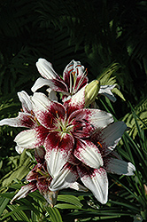 Cappuccino Lily (Lilium 'Cappuccino') at Stonegate Gardens