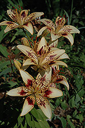 Beaudacious Lily (Lilium 'Beaudacious') at Stonegate Gardens