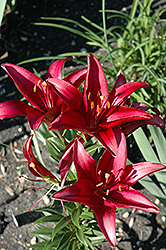 Elgrado Lily (Lilium 'Elgrado') at Stonegate Gardens