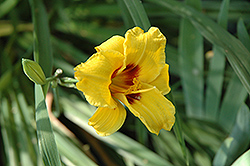 Siloam Junebug Daylily (Hemerocallis 'Siloam Junebug') at Stonegate Gardens