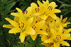 Gironde Lily (Lilium 'Gironde') at Stonegate Gardens