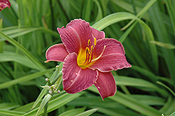 Little Wine Cup Daylily (Hemerocallis 'Little Wine Cup') at Stonegate Gardens
