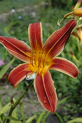 Aabachee Daylily (Hemerocallis 'Aabachee') at Lakeshore Garden Centres