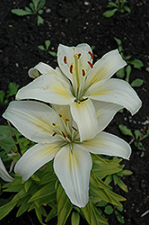 Aurora Lily (Lilium 'Aurora') at Stonegate Gardens