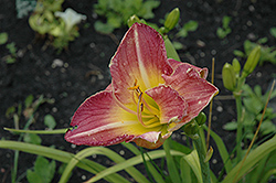 All Gussied Up Daylily (Hemerocallis 'All Gussied Up') at Stonegate Gardens