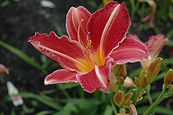 Cherry Lace Daylily (Hemerocallis 'Cherry Lace') at A Very Successful Garden Center